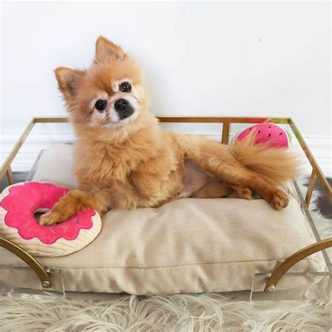 Pomchi ( Pomeranian-Chihuahua mix ) appearance, characteristics & Price