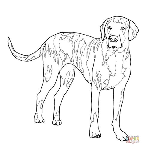 Plott Hound coloring page | Free Printable Coloring Pages