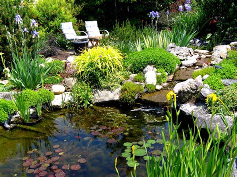 Native plants for a pond - Welcome Wildlife