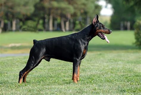 All the Colors and Types of the Doberman Pinscher – Doberman Planet