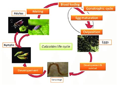 Culicoides Life Cycle