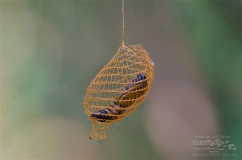 Fascinating Nature: The Urodid Moth