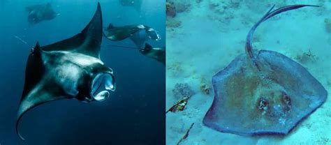 Manta Ray vs Stingray: Main Differences - Ocean Info