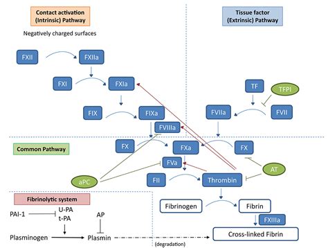 Coagulation Pathway