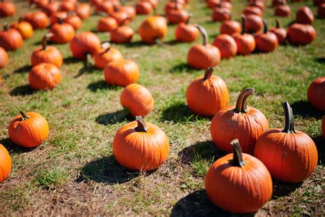 7 Pumpkin Growing Stages From Seeds To Harvest