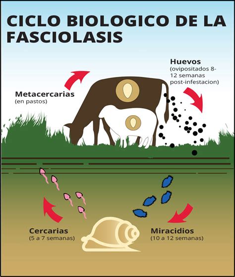 Fasciola Hepatica Sintomas