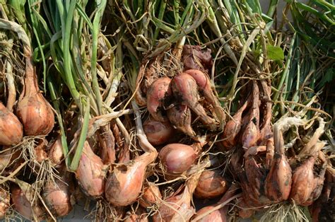 Shallots, For Best Results Plant These Little Buggers in the Fall ...