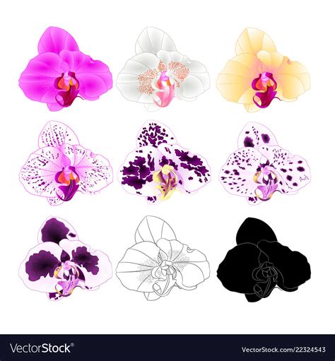 Orchid phalaenopsis various colours natural Vector Image