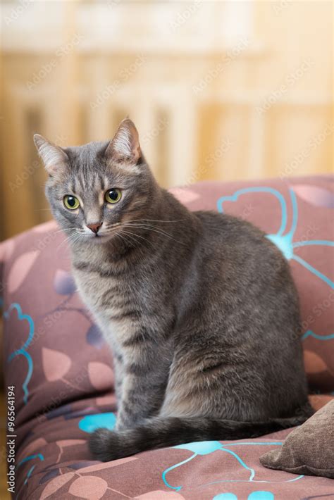 cat on the couch Stock Photo | Adobe Stock