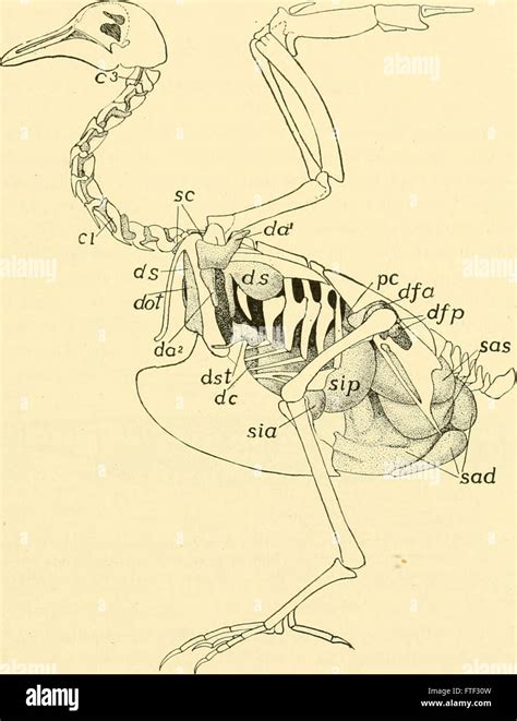 Chordate anatomy (1939 Stock Photo - Alamy