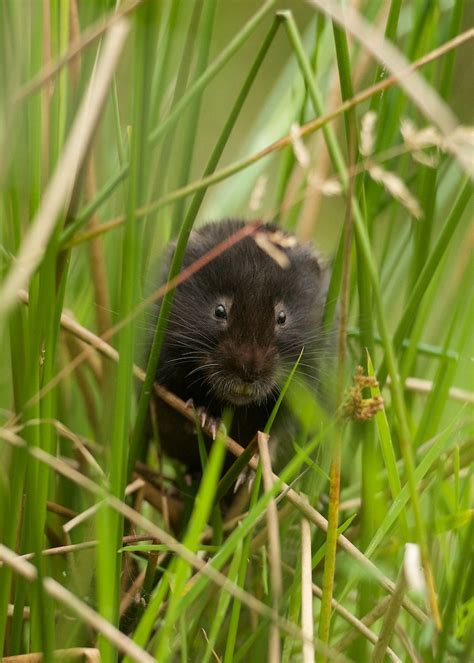 British Wildlife Centre ~ Keeper's Blog: Black Water Voles and Black Rats