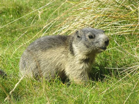 HD wallpaper: marmot, animal, rodent, animal wildlife, mammal, animals ...