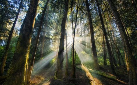 landscape, Nature, Sun Rays, Forest, Sunrise, Trees, Mist, Shrubs ...