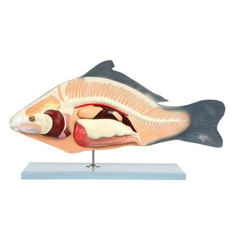 Anatomy Lab - Carp Fish (Cyprinus carpio) Anatomy Model