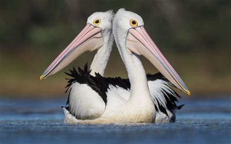 Australian Pelicans