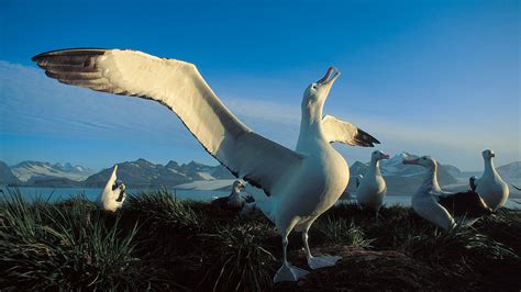 Albatross: As Magníficas Aves dos Oceanos - Fatos Curiosos