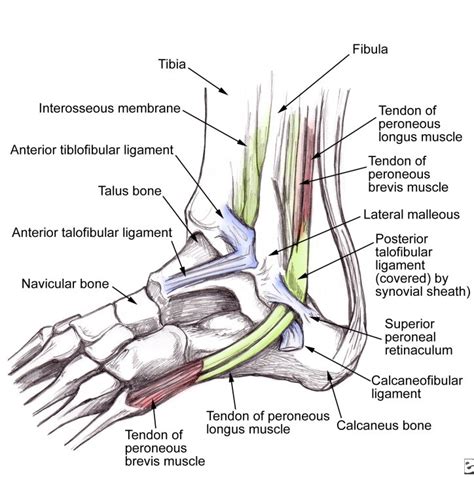 Border Podiatry Centre | The “Lateral” Ankle Sprain