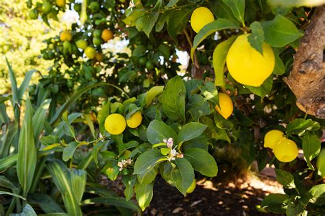 Meyer Lemon Tree Leaves Yellow Spots / At the same time, without my ...