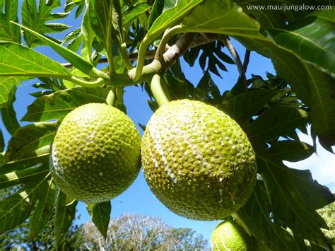 Maui Jungalow: Ulu (Hawaiian for Breadfruit, the Tree of Plenty)