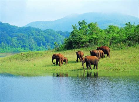 Periyar National Park - Periyar Wildlife Sanctuary