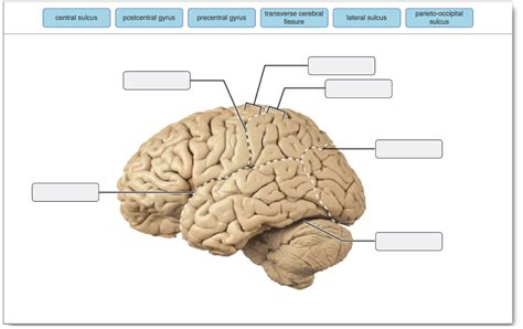 Solved central sulcus postcentral gyrus precentral gyrus | Chegg.com