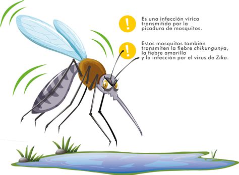 Preguntas frecuentes Dengue | Centro Universitario de la Costa