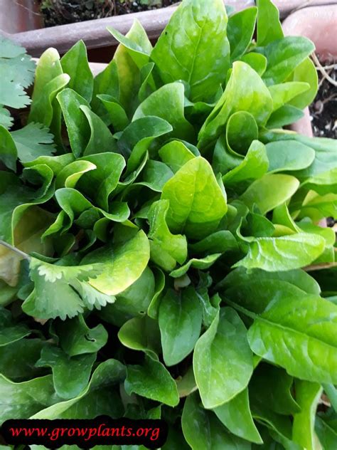 Spinach plant - How to grow & care