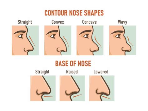 Contour nose shapes. Base of nose. Different types of noses. - Gold ...