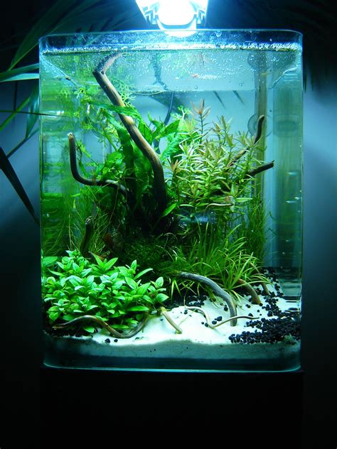 10L by "phanou01" | Aquascape, Aquarium design, Aquascape aquarium