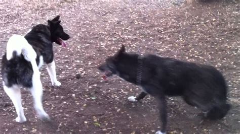 Akita and wolf hybrid playing - YouTube