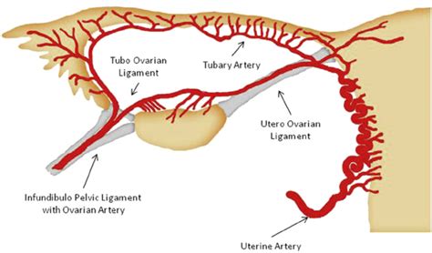 Ovaries And Fallopian Tube Anatomy