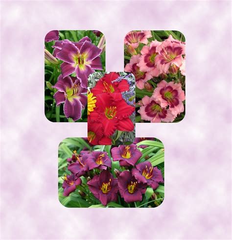 Hemerocallis 'Multiple Varieties' Daylilies | Garden Center Marketing