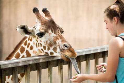 Giraffe Feeding Station – Sedgwick County Zoo