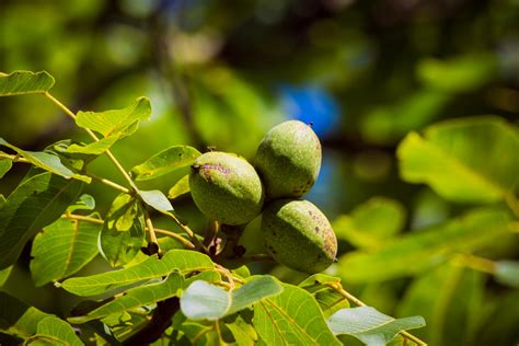 In The Garden Tips and Comments» » Tips on Growing Walnut Trees