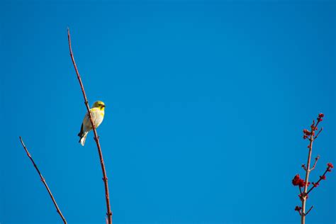 Bird Perched · Free Stock Photo