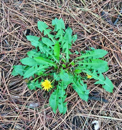 Common dandelion | Integrated Crop Management