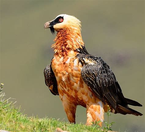 Bearded Vulture: The Marrow-Minded Raptor | RoundGlass | Sustain