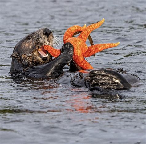 Sea otter casually eating a giant starfish alive : r/natureismetal