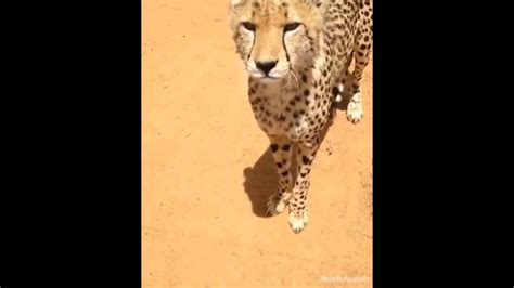 Cheetah Meows. : r/Unexpected