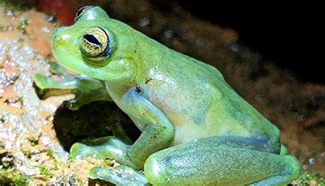 Watch a glass frog get funky when mating croaks are too quiet - Futurity