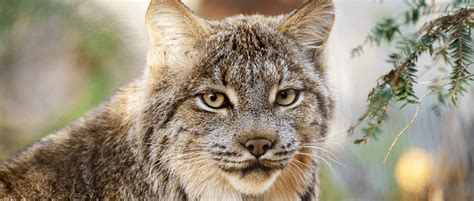 Consultation conflict over lynx conservation | THE WILDLIFE SOCIETY