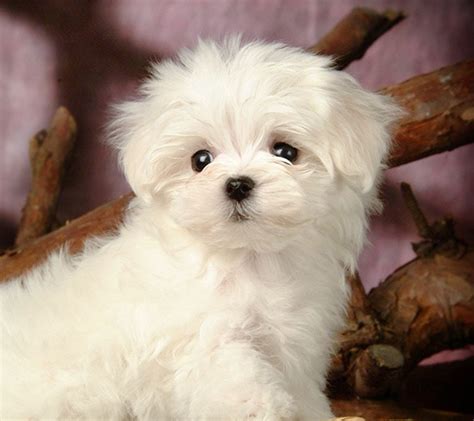 White #maltese Puppy Dogs | Maltese dogs, Teacup puppies maltese, Cute ...