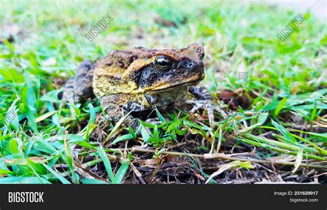 Bufo Marinus Frog Image & Photo (Free Trial) | Bigstock