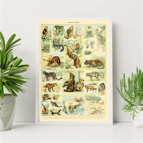 Mammals Poster - Etsy