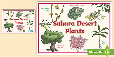 Sahara Desert Plants Poster - KS1 (Teacher-Made) - Twinkl