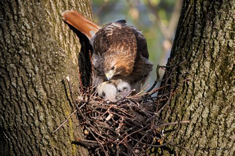 Red-tailed Hawk nest Location Guide - New Jersey — Greg Gard