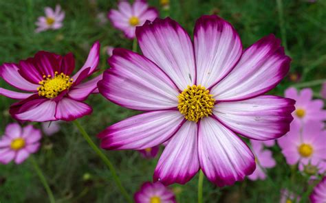 Download Purple Flower Flower Nature Cosmos 4k Ultra HD Wallpaper