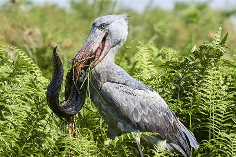 Shoebill stork female feeding on a spotted African lungfish - Stock ...