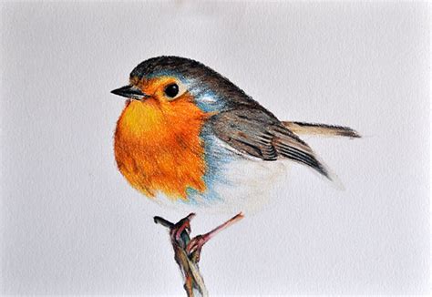 Robin Bird Drawing at GetDrawings | Free download