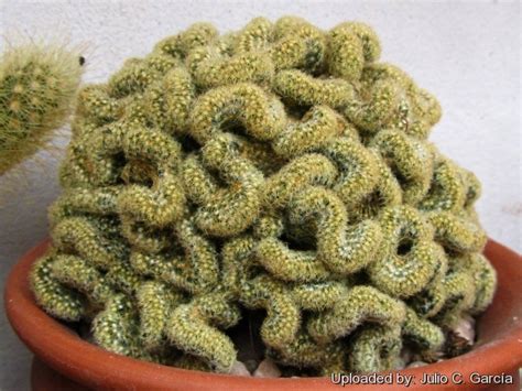 Mammillaria Elongata 'cristata' Aka Brain Cactus –, 45% OFF